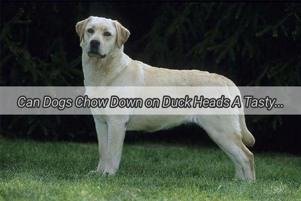 Can Dogs Chow Down on Duck Heads A Tasty TailWagging Mystery